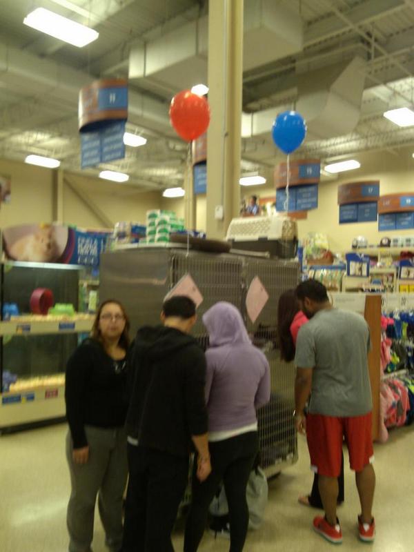 #Eastpetm, # inspired by pets future pet parents looking for the purrfect kitty.