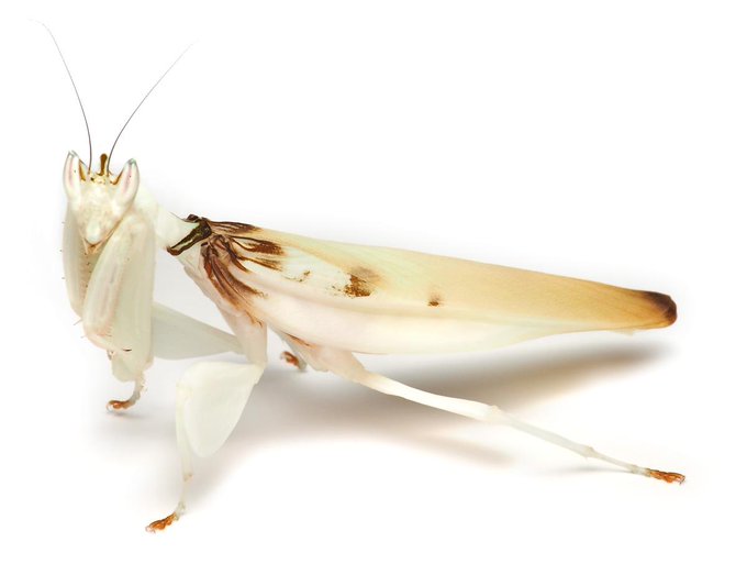 ハナカマキリのtwitterイラスト検索結果 古い順 ハナカマキリのtwitterイラスト検索結果 古い順