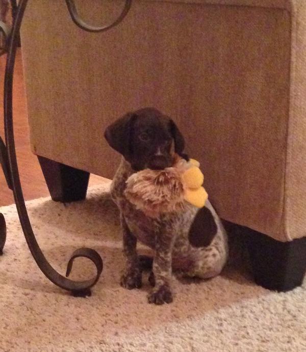 CBO_2013's tweet photo. We would like to welcome the newest member to CBO Gunner Storm!!! http://t.co/1dMeK97PEC