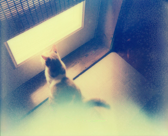 ImpossibleKitty tweet picture