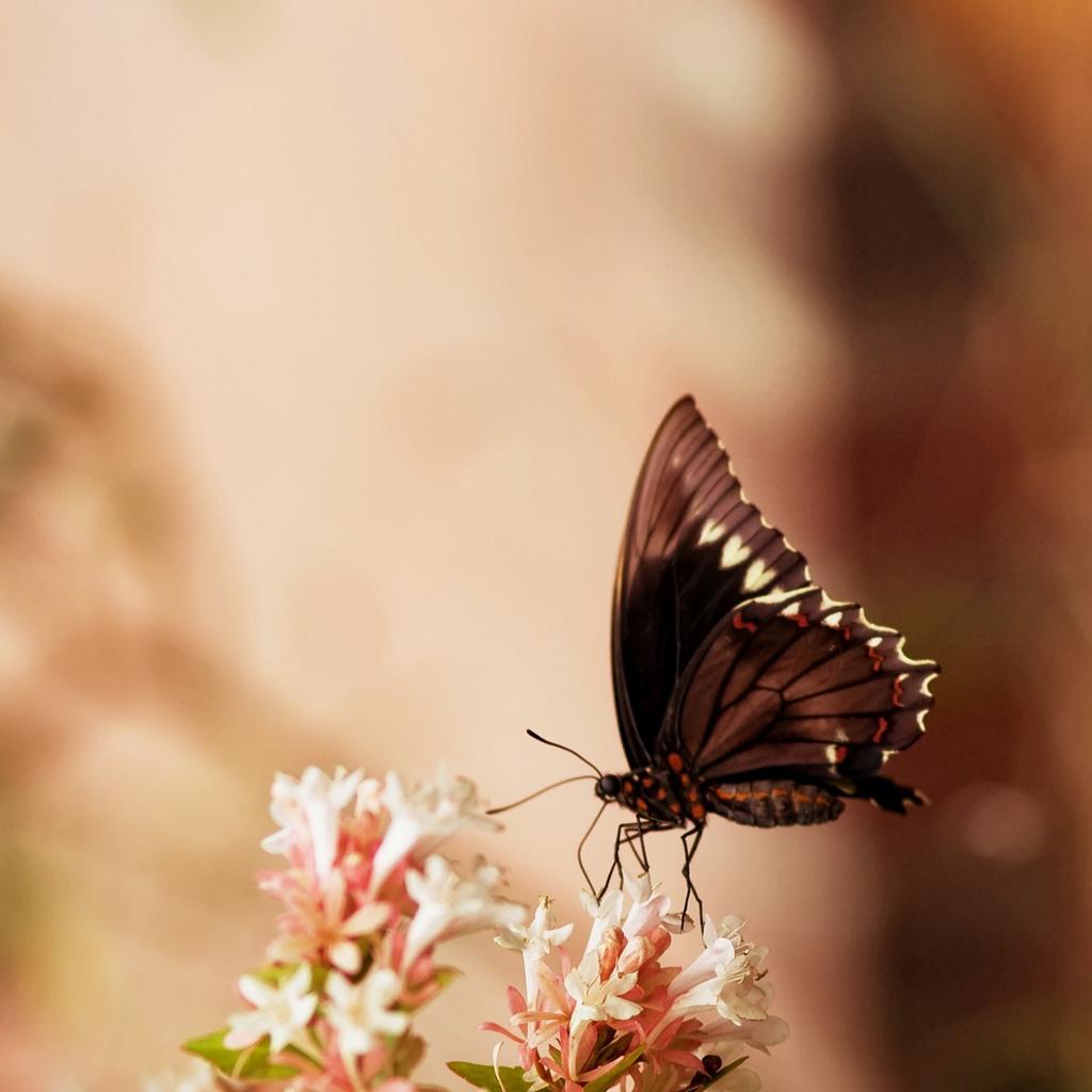 *** LAS MARIPOSAS DEL RINCON DE ENERI *** - Página 22 BxaTI1DIcAER_5m