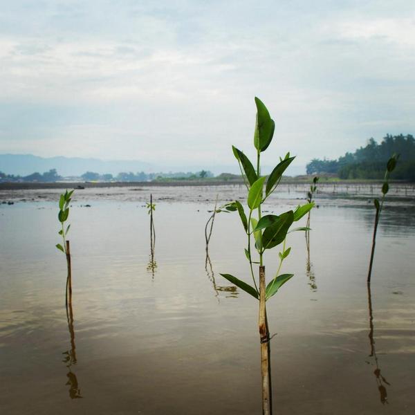 'When we heal the Earth, we heal ourselves.' - David Orr
#MangrovePlanting