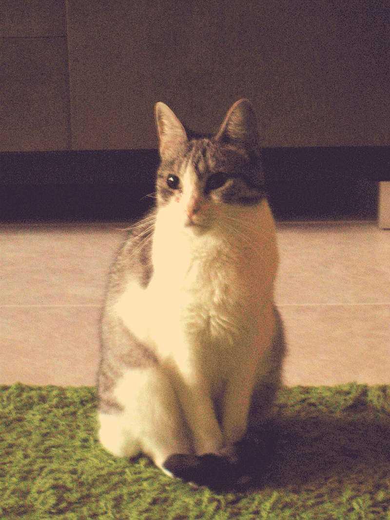 Embedded image permalink