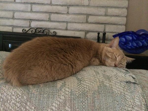 CraigSnyder27's tweet photo. Marley and I watching the Marshall game ... One of us more excited than the other http://t.co/pMJiilsXpP