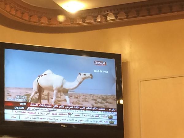 elsarhn's tweet photo. مزاين الابل وملايين الدولارات عبث وفسق وايران تصنع نووي (شعب احمق http://t.co/xxVtXNki24
