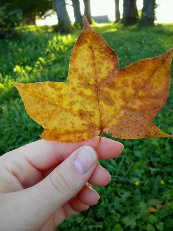 TOzolina's tweet photo. Dzeltena lapiņa #rudens http://t.co/6BZ0L6mCwU