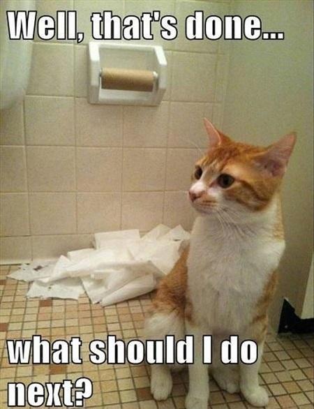 What should I do now? funnycat.pics