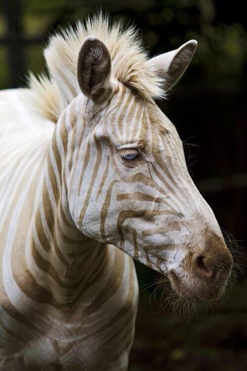 IfYouHaveAGunn's tweet photo. This is the only albino zebra left alive, it would be a shame, if it met my gun http://t.co/2GVBign9qt