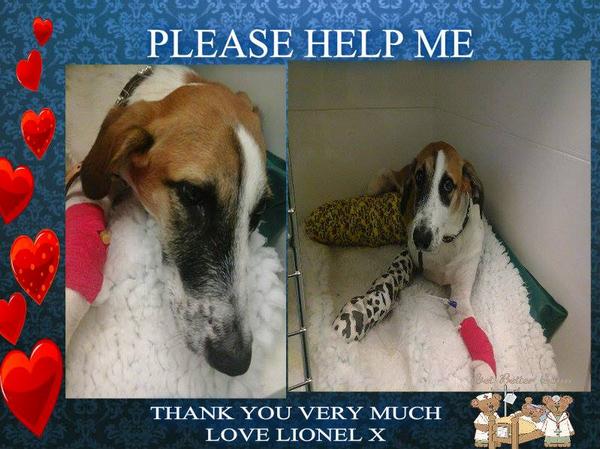The_Animal_Team's tweet photo. Please #help & #donate #funds for LIONEL #lurcher pup #vetsfees #lovelydog #donate via #paypal @ProDogsDirect http://t.co/tHh4zepNEy