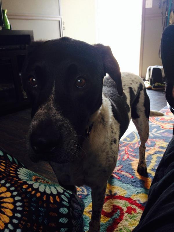 DukeOfSnuggles's tweet image. Hey, did you know it's Saturday? @NerdyEmmett2