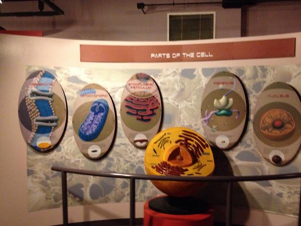 l_fukuda's tweet photo. #ngss #crosscutting @fleetscience  @ucsdsp Scale/Proportion What's in my cell? http://t.co/R5U7TYeHHW