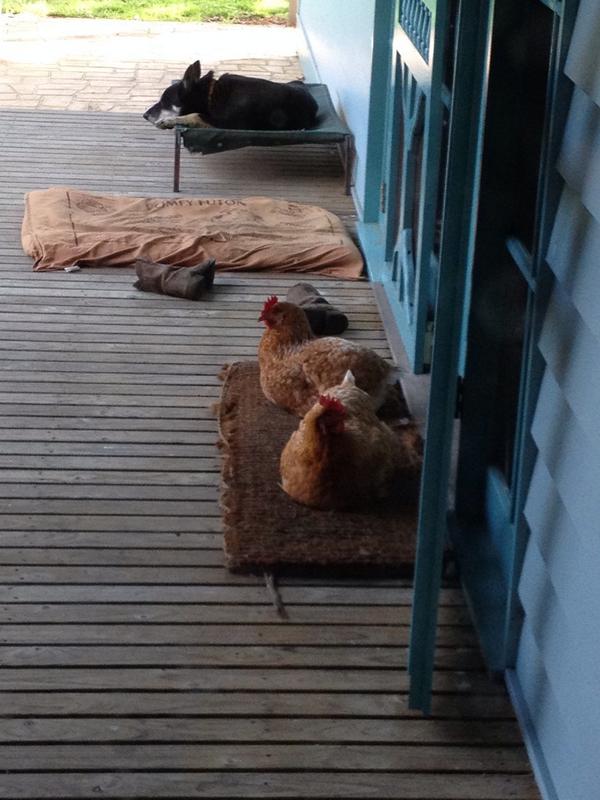 Alissakenn's tweet photo. Making themselves at home. #discoveragriculture #nakedonyourplate #wooliesagscholarship2014 http://t.co/qFaYBI8AQP