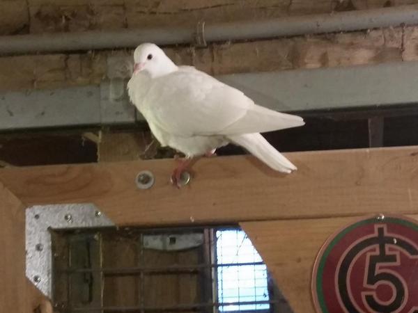 nickellfarm's tweet photo. Either there is a magician hiding in my barn or someone's racing bird decide to take a layover http://t.co/AqWP4lxsgS