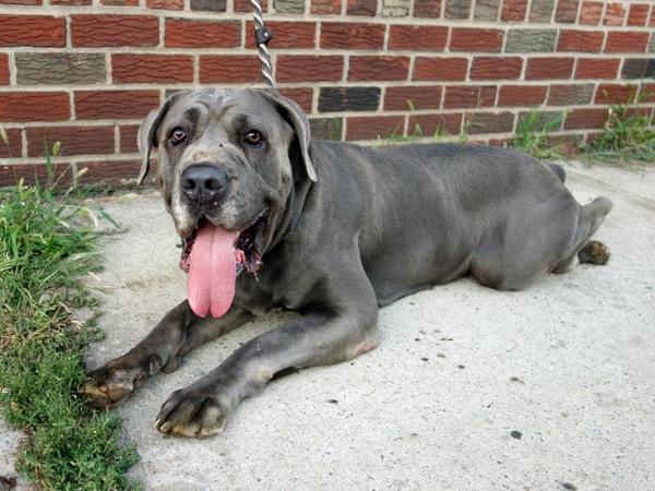 UrgentPart2's tweet photo. #SaveALEXANDER Sweet 5YR #Dog 2Die 9/14 #NYCACC #Hero 2 #Adopt Or #Foster 4 #Rescue NHONLY
https://t.co/3CvBQDoRdN http://t.co/IzZ2wp0Rrj