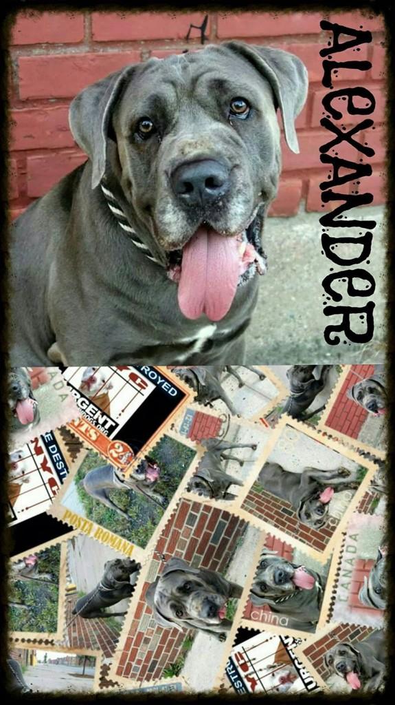UrgentPart2's tweet photo. #SaveALEXANDER Sweet 5YR #Dog 2Die 9/14 #NYCACC #Hero 2 #Adopt Or #Foster 4 #Rescue NHONLY
https://t.co/3CvBQDoRdN http://t.co/IzZ2wp0Rrj
