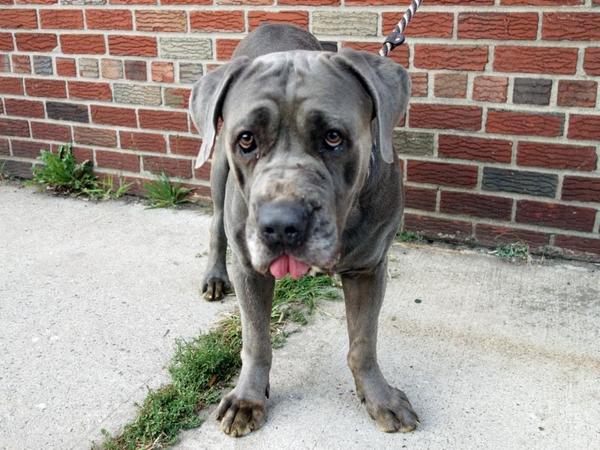 UrgentPart2's tweet photo. #SaveALEXANDER Sweet 5YR #Dog 2Die 9/14 #NYCACC #Hero 2 #Adopt Or #Foster 4 #Rescue NHONLY
https://t.co/3CvBQDoRdN http://t.co/IzZ2wp0Rrj