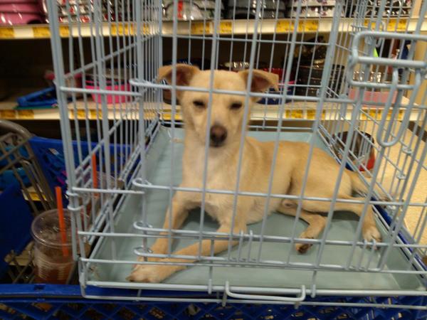 #Eastpetm, # Inspiredbypets. Please take me home.....