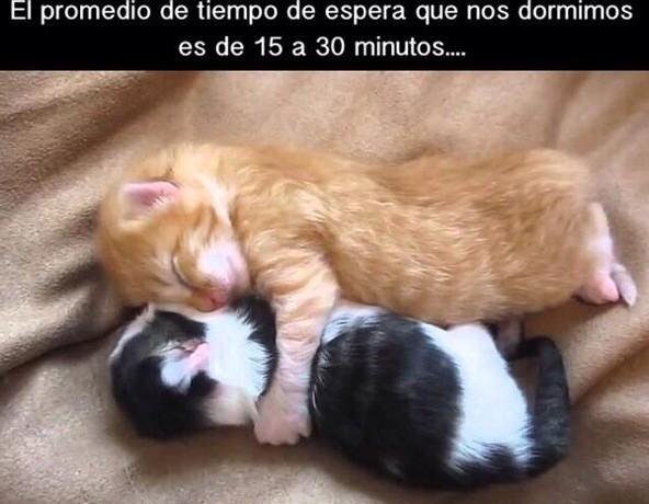 Curiosidades_TM's tweet photo. El tiempo promedio que tardamos en dormir es de 15 a 30 minutos aproximadamente. http://t.co/smVEsRAtbN