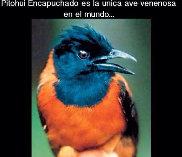 Curiosidades_TM's tweet photo. Esta es la única ave venenosa que existe. http://t.co/kIXsywhRfa
