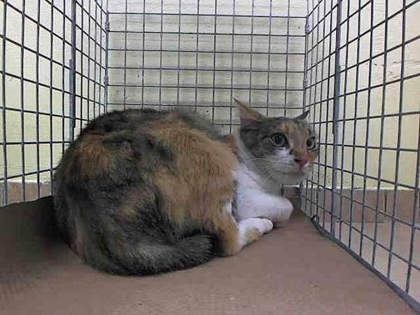 Erinthecat1's tweet photo. Given her predicament #Loopsy no more loopy than you or i'd be in her place. Rated NH option https://t.co/8weBTx0zrM http://t.co/nSX8xsC1qn