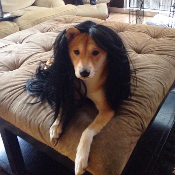 EeveeTheShiba's tweet photo. The things I do for treats, scratches, and cheese http://t.co/zyam2oWsPv