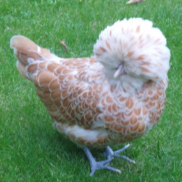simonpickles's tweet image. Daughter of #TOCP @2llamadrama #Chamois #Poland #chickenhour #chickensofinstagram