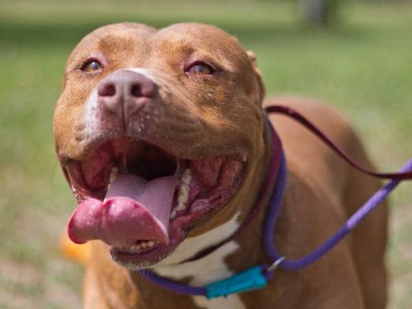 FriendsofNCSLA's tweet image. Love the #pitbull from #TheDrop? We have lots who are looking for homes! Pls RT. on.fb.me/1BCUhSx #TheDropMovie