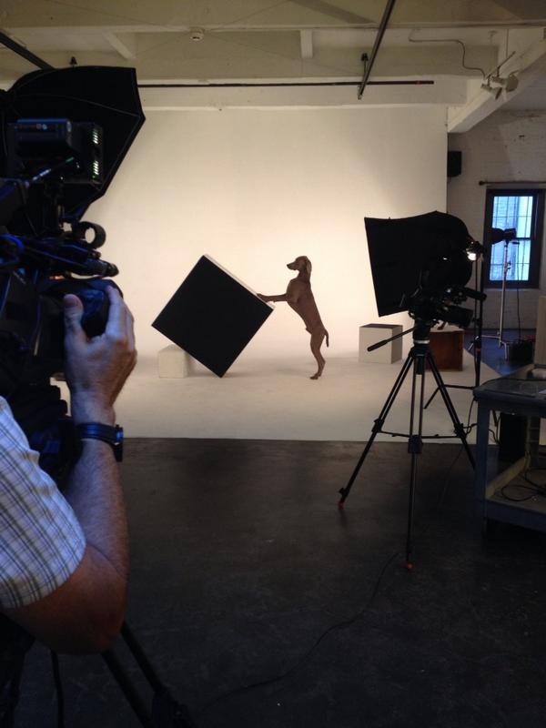 annawerner's tweet image. Strike a pose! #Wegman's #Weimaraners ham it up for @CBSSunday cameras. Story tomorrow. Could your pets be....art?