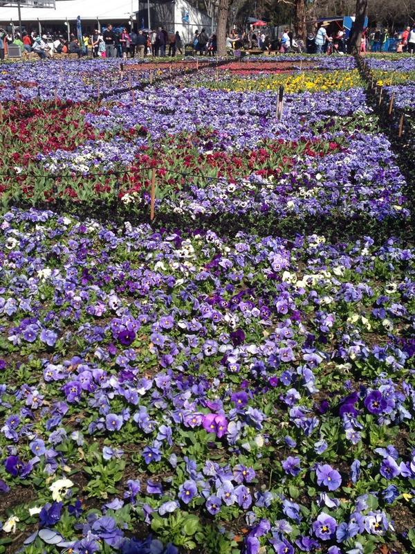 EdenTis142's tweet photo. Lovely day for Floriade. Hope everyone else is taking it easy =) http://t.co/b0LS4F0mtG