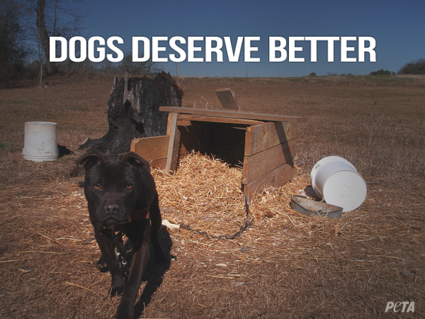 peta's tweet photo. Dogs belong on the couch, with you. NOT outside on a chain, ALONE. 

RT if u want to #BanChaining! http://t.co/yYEQbnEXFF