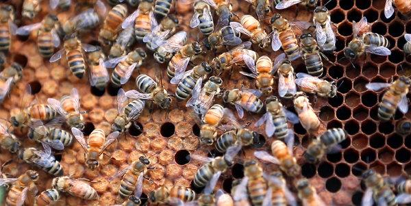 nytimes's tweet photo. There's no glass ceiling in the bee hive http://t.co/70GI49l9wH http://t.co/R18DKWIOCv