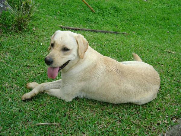 Hiag_M's tweet photo. - O Donato Amo A Grama Da Casa - :) http://t.co/D4XYP7P4Kr