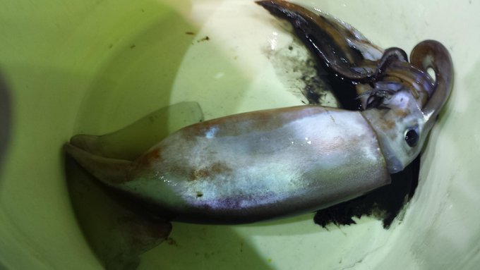 ムラサキイカの特徴 見分け方 写真から探せる魚図鑑