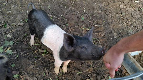 CJchatterbox's tweet image. 3 little pigs in the pub&apos;s beer garden #pigsdontfly