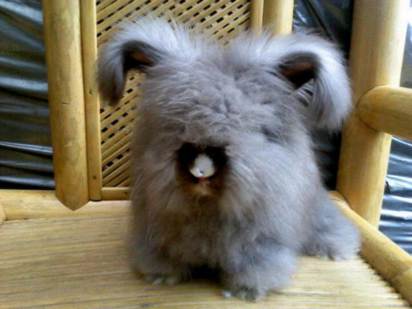 bucek_01's tweet photo. ۞LemβαȠģ Rabbit commun!ty ۞     jual aneka macam kelinci hias ☎✉┃WA :081910146620 follow@bucek_01 27b79268 http://t.co/QyHN77y1f1