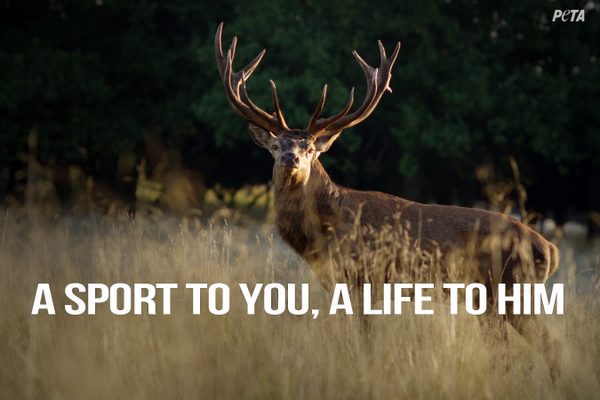 peta's tweet photo. #BanHunting: Because HE is NOT a wall trophy!

RT if you agree! http://t.co/uQUNG9NAGW