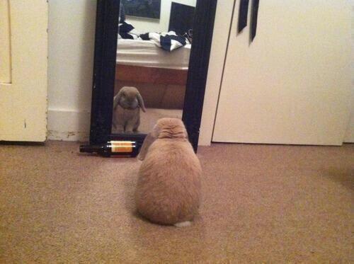 Jaxartosaurus's tweet photo. "@awkwardposts: when u realize u hella ugly http://t.co/wyicldOOLF" #EveryDayMoments