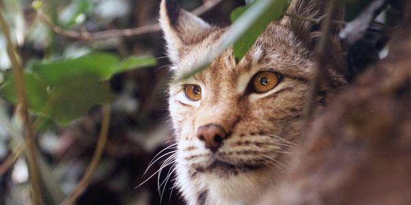 여의도 면적의 땅에 동물을 자유롭게 풀어놓고 전시하는 동물원이 있다.  huff.to/Xgi6Az