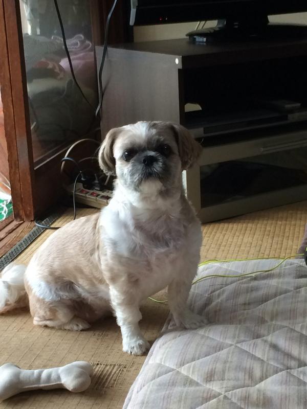 seiranyusei's tweet photo. 愛犬 http://t.co/6hsDZ0fWbq