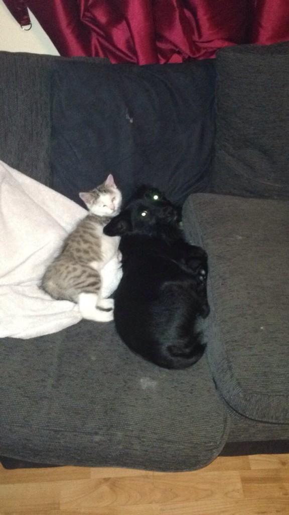 Rubber Bandits (Rubberbandits) Twitter