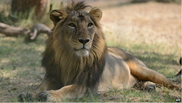 BBCWorld's tweet photo. Big question mark over big cats:  http://t.co/mWMpHTa6ry Why are India's lions dying in their dozens? http://t.co/oCgBGo4JIv