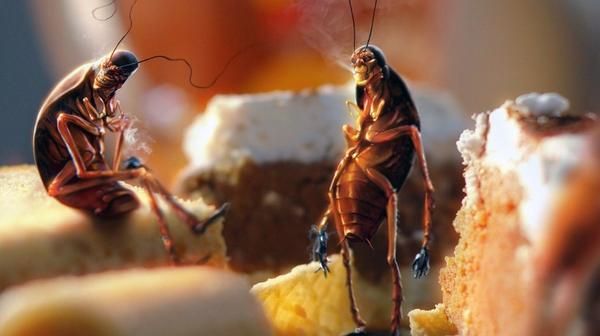 Mr Cockroach tweet media