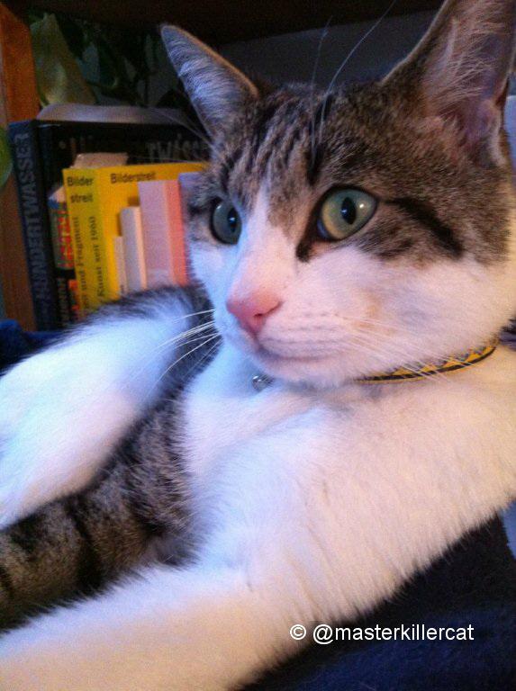 masterkillercat's tweet image. Yeah I'm ready for... &amp;gt; #LazySunday ! Happy Sunday to all my #friends #cats #catlover &amp;lt; #hugs