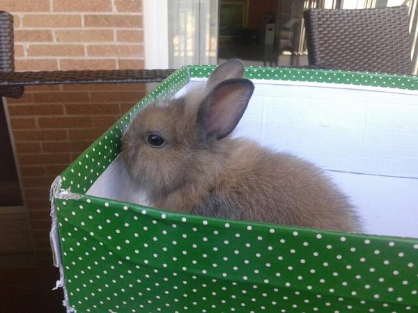 IsaMoraPena's tweet photo. CONEJITAS DE 1 MES EN ADOPCIÓN! 650470618 http://t.co/GdEcp2n5lF