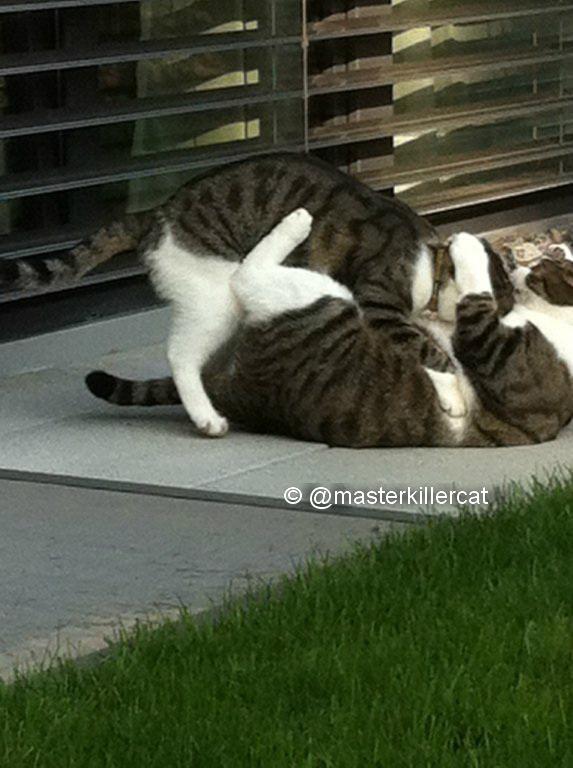 masterkillercat's tweet image. No #LazySunday today ;-) &amp;gt; Sunday morning brother dispute: Master &amp;amp; Peppino #cats #catsinaction #catlover