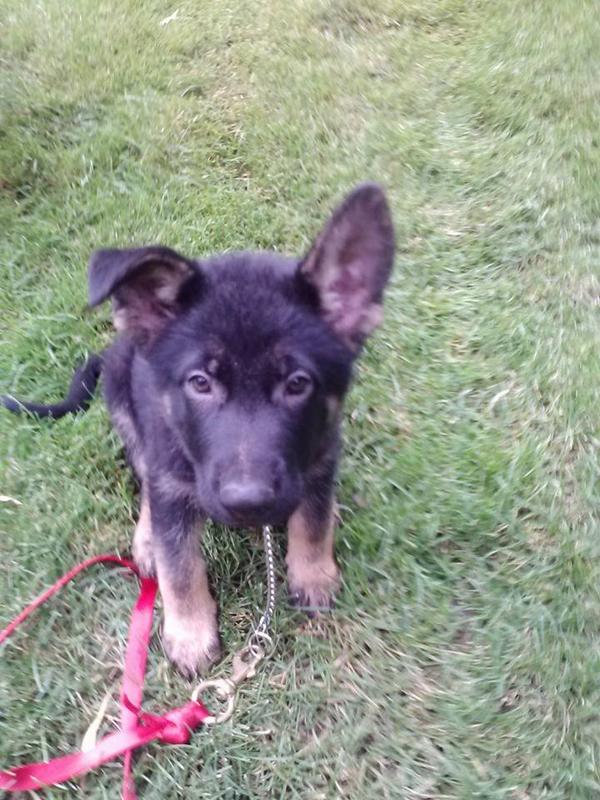 GuardianAngelGS's tweet photo. Not looking too sharp on this early Sunday morning! #VSDI #PTSD #veterans http://t.co/gEdUsdln4a