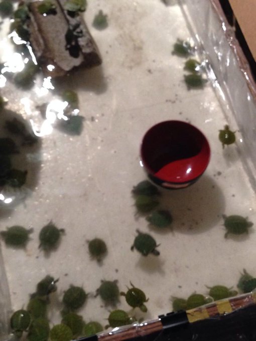 太田光代 Ota324 全年09月14日 Twilog