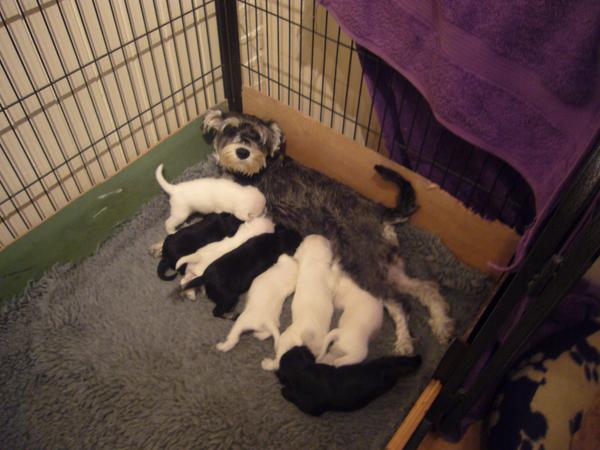 NotAPuppyFarm's tweet photo. Primrose and her puppies 3 week's old. http://t.co/3WQVtFq1TO