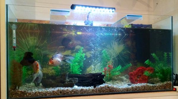 AdriFernandez68's tweet photo. Pecera grande "Mode On". No apto para #CatsFriendly http://t.co/UXFLTQNAQD
