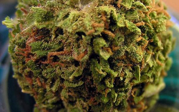 HIGH_TIMES_Mag's tweet photo. Police: California Weed Is Worth $700 Per Ounce ... what are THEY smoking?!—http://t.co/WDnNsbKvFJ http://t.co/cU9LRiTvFr